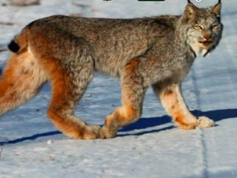 Rare Lynx Killed in Maine 11K Reward Offered Augusta, ME Patch