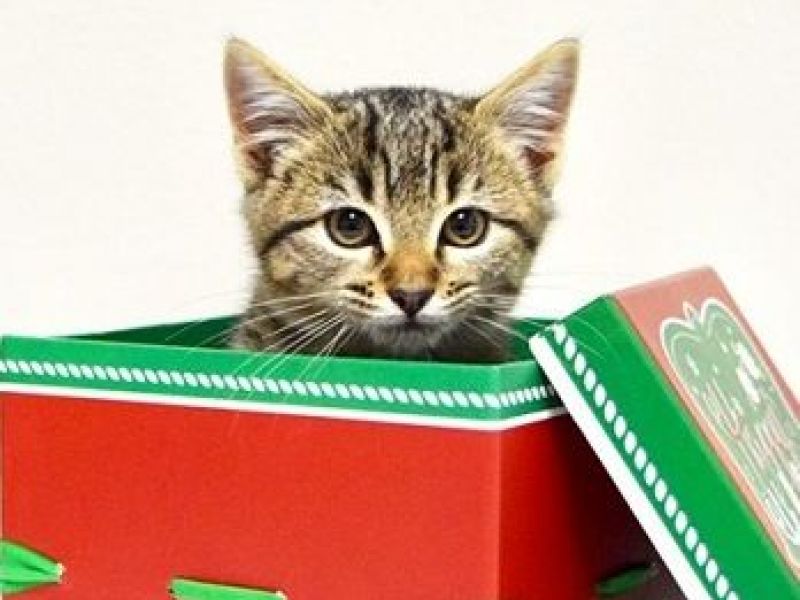 Free Pet Adoptions at Dublin’s East County Animal Shelter Holiday