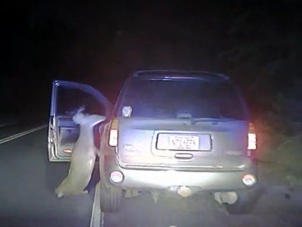 Deer Tries to Break Into Car After Being Hit in NJ