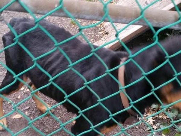 rottweiler needs emaciated rottweiler needs new home in essex county west orange nj patch rottweiler needs emaciated rottweiler needs new home in essex county west orange nj patch