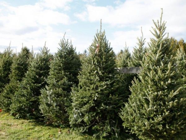 where to cut your own christmas tree in chester county where to cut your own christmas tree in chester county