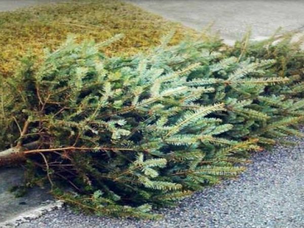 how to dispose of your christmas tree in west chester how to dispose of your christmas tree in west chester