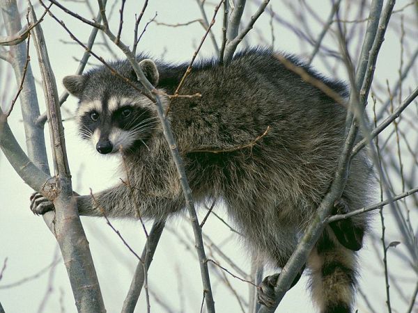 U.S. Park Police Officer Tries to Shoot Raccoon, Shoots His Own Foot Instead: Report