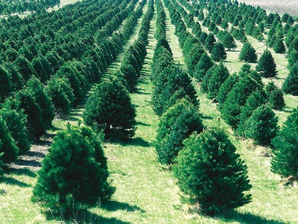 City Curbside Christmas Tree Collection Begins Week of January 9, 2017
