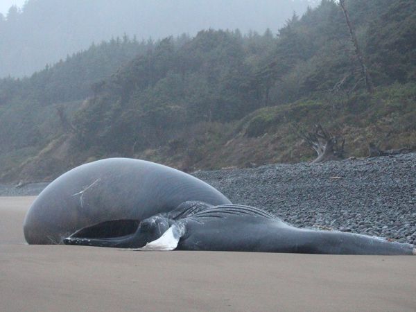 oregon coast whale what the tide brings it takes away oregon coast whale what the tide brings it takes away