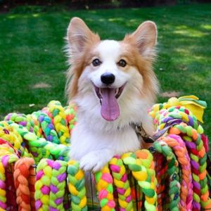 Framingham Small Business Spotlight: Happy Hands Happy Dogs