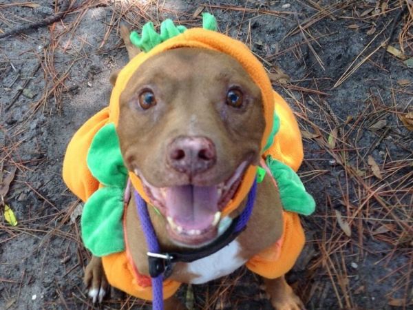 large breed puppies for adoption pinellas shelter waives adoption fees for large dogs large breed puppies for adoption pinellas shelter waives adoption fees for large dogs