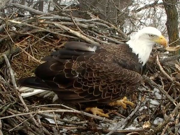 Watch Live: Minnesota DNR's Wildlife Eagle Cam - Saint Paul, MN Patch