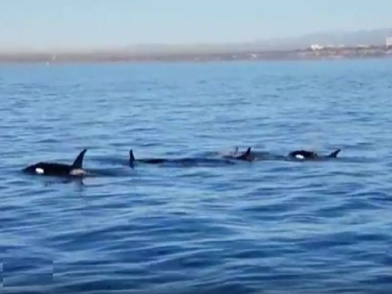 Coupons dana point whale watching