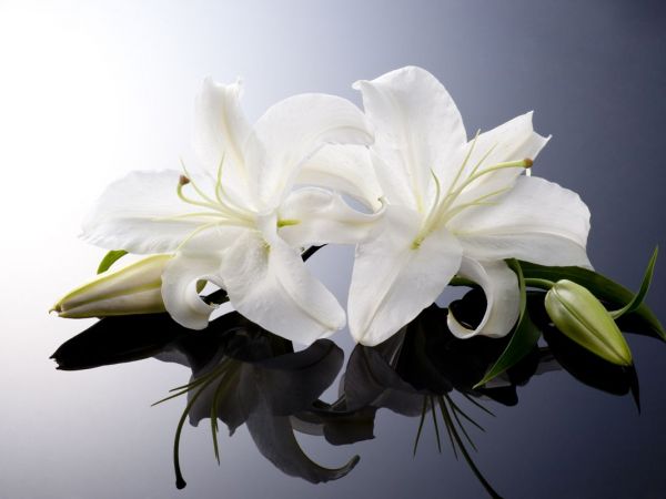 http://cdn20.patchcdn.com/users/22887534/20170118/020703/styles/T600x450/public/article_images/flowers_lily_funeral_obit_shutterstock_142002433-1484766410-9123.jpg
