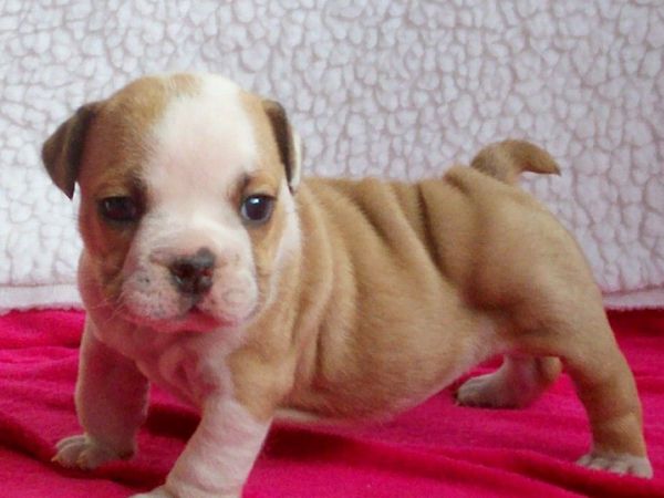 puppy store houston reward offered after pet store is victim of puppy heist houston tx patch puppy store houston reward offered after pet store is victim of puppy heist houston tx patch