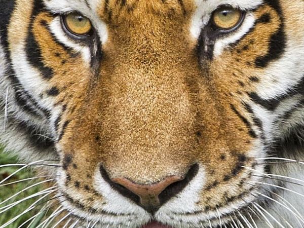 Texas woman found with tigers, skunk, fox in home, police say