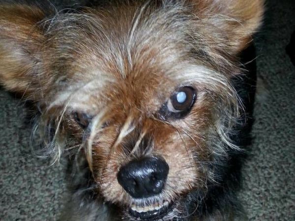 yorkie blindness lost senior yorkie mix blind gizmo lost on kittiwake 11 12 16 sat yorkie blindness lost senior yorkie mix blind gizmo lost on kittiwake 11 12 16 sat