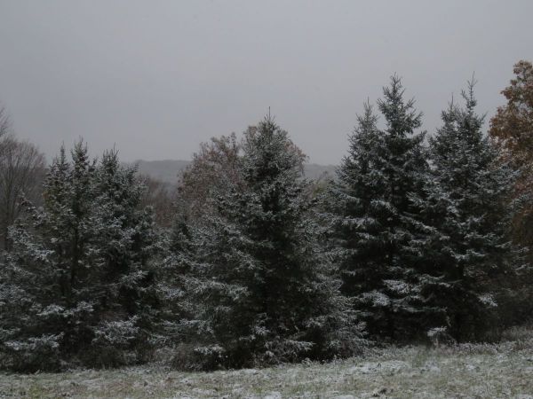 christmas trees u cut or tag southbury ct patch christmas trees u cut or tag southbury ct patch