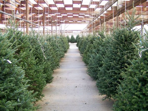 the y s annual christmas tree lot returns next thursday the y s annual christmas tree lot returns next thursday