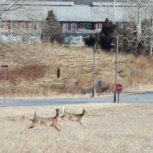 More Cars are Hitting Deer in U.S.: State-by-State Rankings