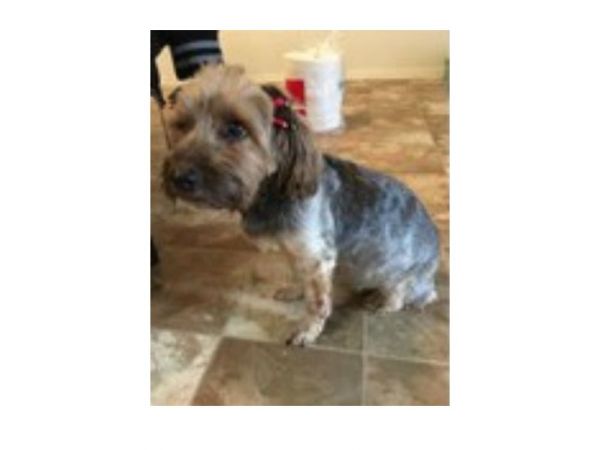 yorkie craigslist yorkie was dognapped sold by juvenile delinquent on craigslist perry yorkie craigslist yorkie was dognapped sold by juvenile delinquent on craigslist perry