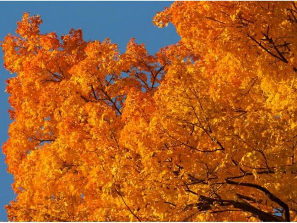 This Fall Foliage Map Predicts When the Leaves Will Change Near You foto This Fall Foliage Map Predicts When the Leaves Will Change Near You pics