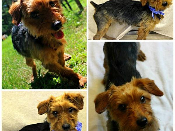 Simon, The Little Pup Left On A Hot Tar Roof In Newark, Is Up For