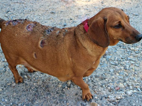 How To Treat Burns From Boiling Water On A Dog How To Treat Burns From Boiling Water On A Dog