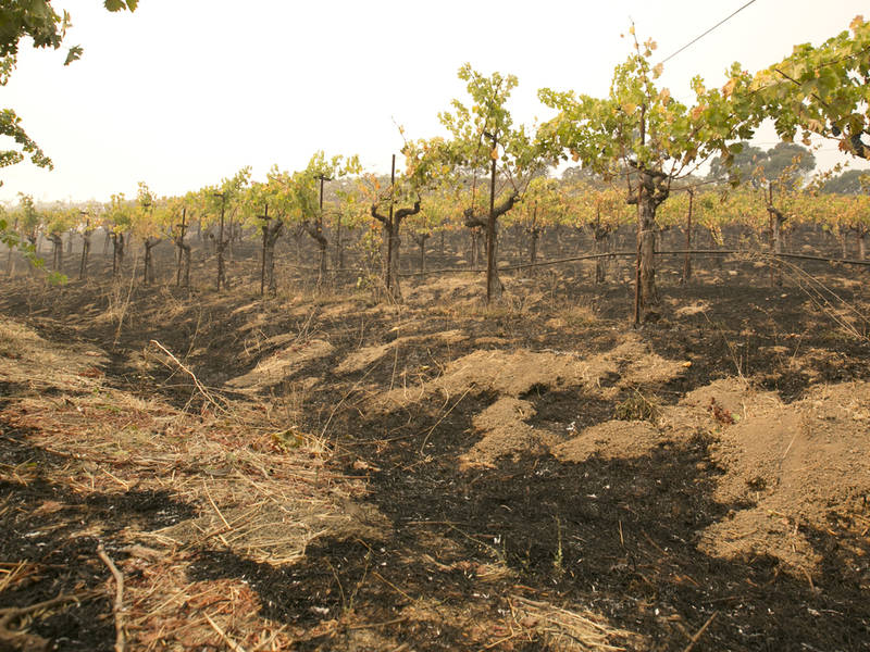 Napa Fires Wine Country Begins To Assess Damages, Economic Impacts