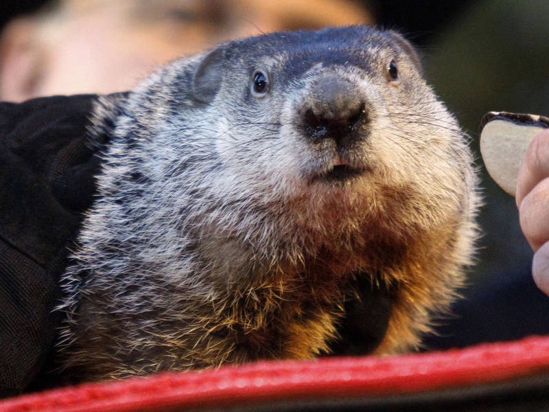 groundhog day weather report ri weather forecast groundhog day snow will be a bother groundhog day weather report ri weather forecast groundhog day snow will be a bother