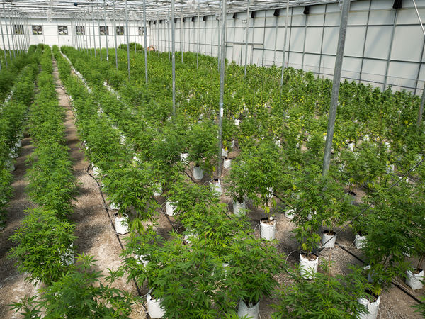 Marijuana-Derived Medicine Could Dramatically Reduce Seizures