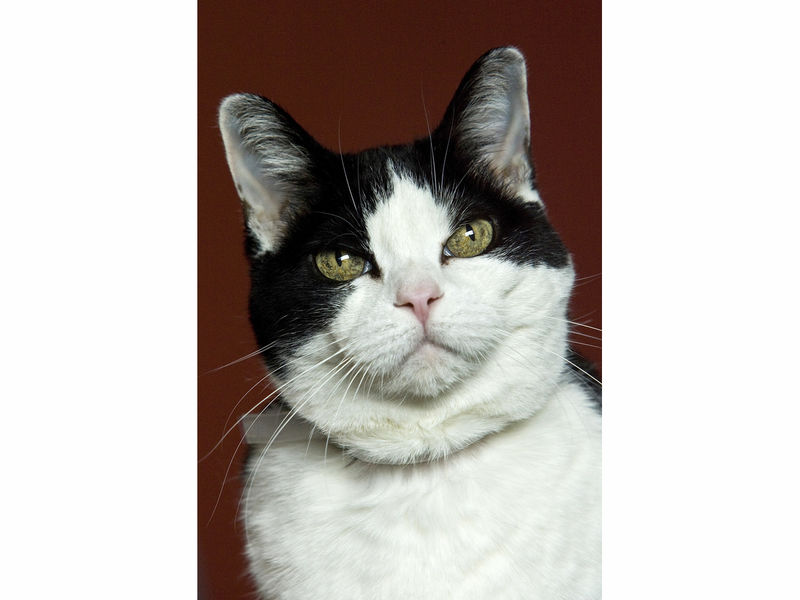 Free Feline Adoption Event At Indianapolis Animal Care Services ... - Patch.com