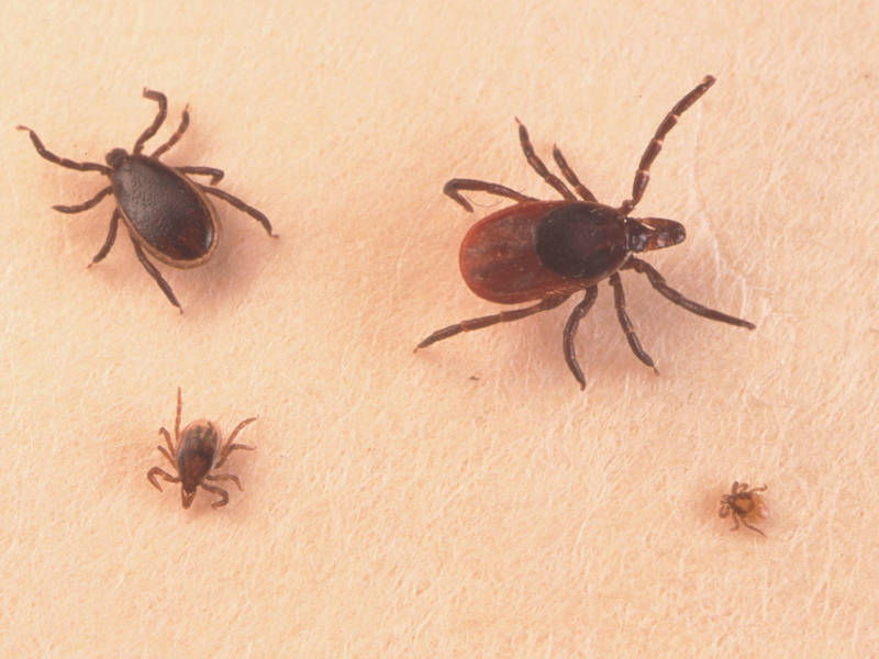 tick borne diseases on the rise in maryland across us cdc