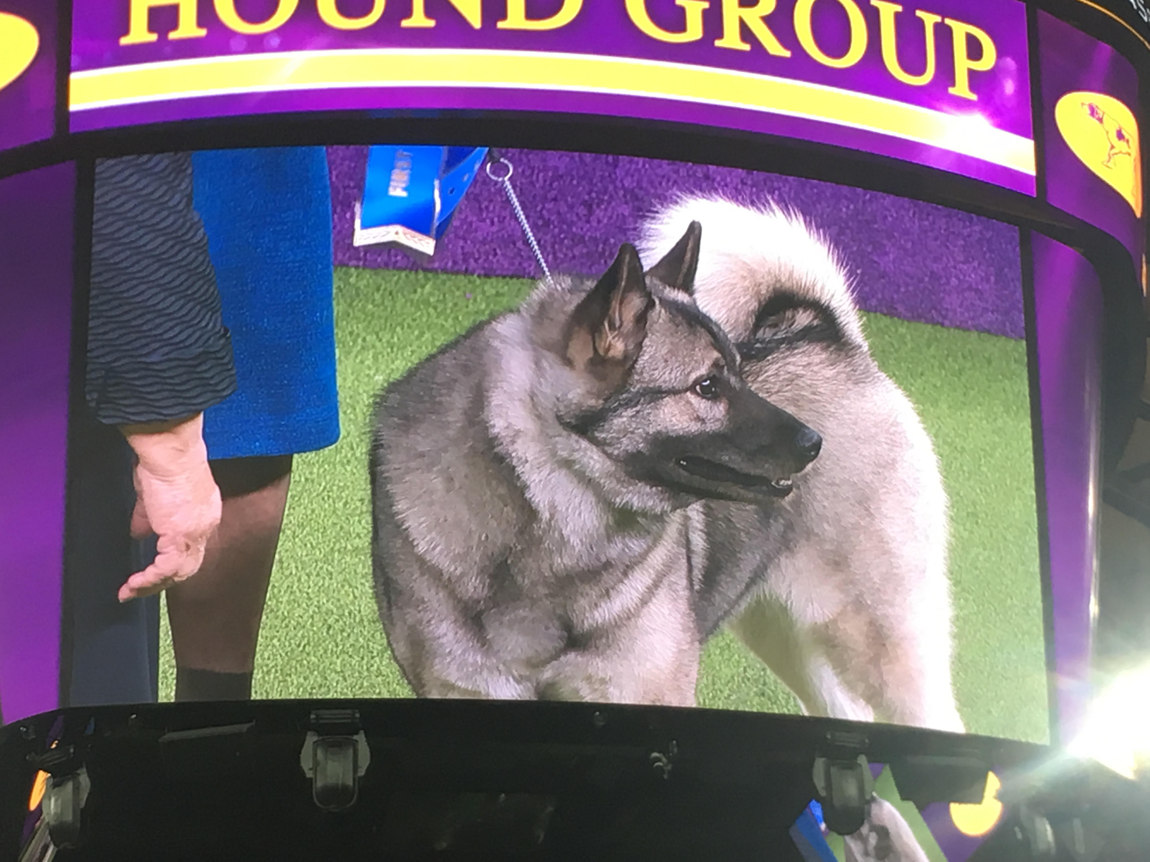 Westminster Dog Show 'Best In Show' Winner, Breed RunnerUps Announced