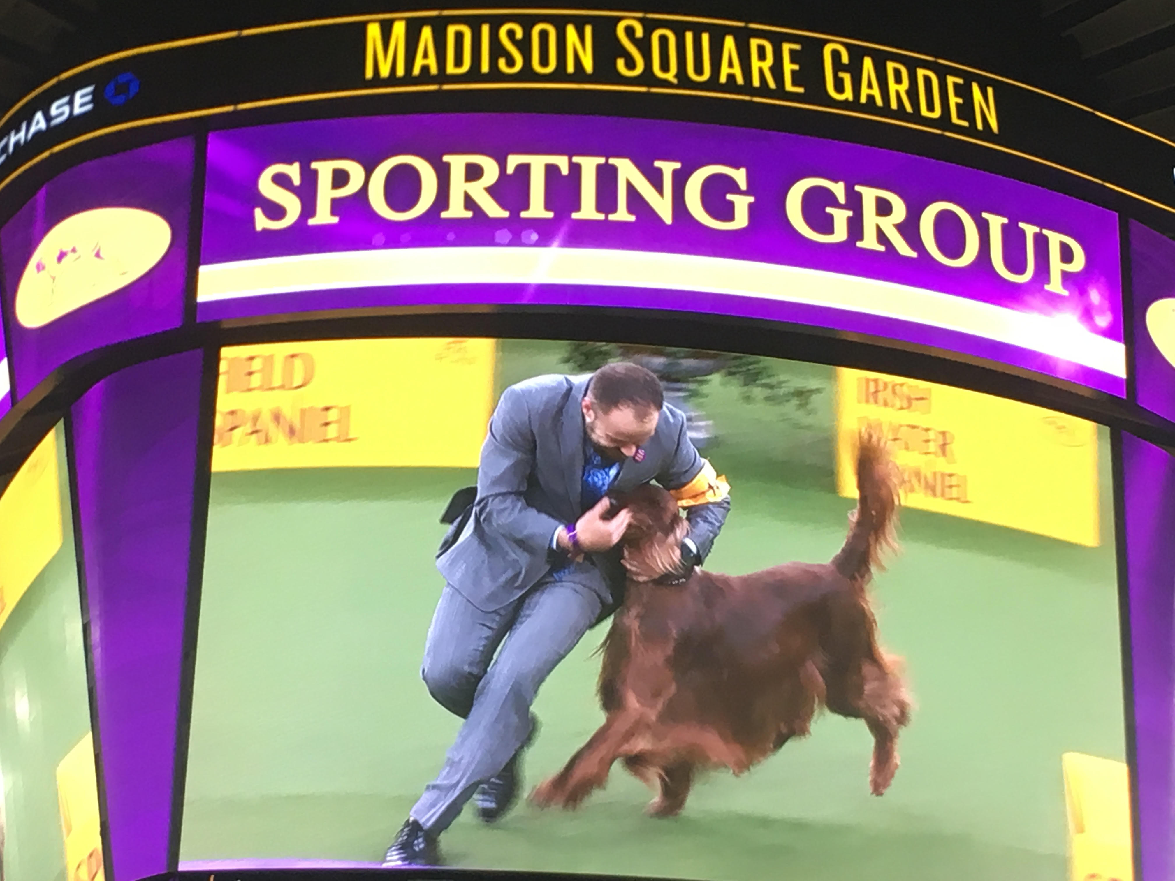 purina show 2017 purina show 2017 breed results breed dogs spinningpetsyarn purina show 2017 purina show 2017 breed results breed dogs spinningpetsyarn