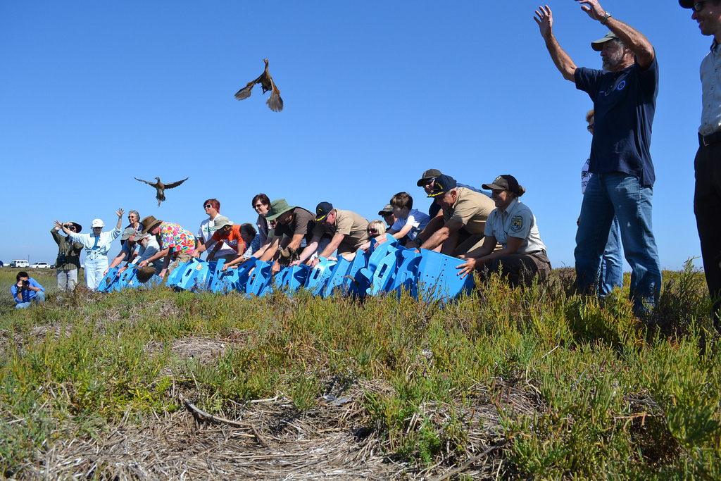 Plan Ahead for Tour Through Seal Beach Wildlife Refuge and Native Plant