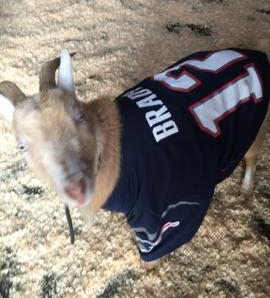 goat wearing tom brady jersey goat wearing tom brady jersey
