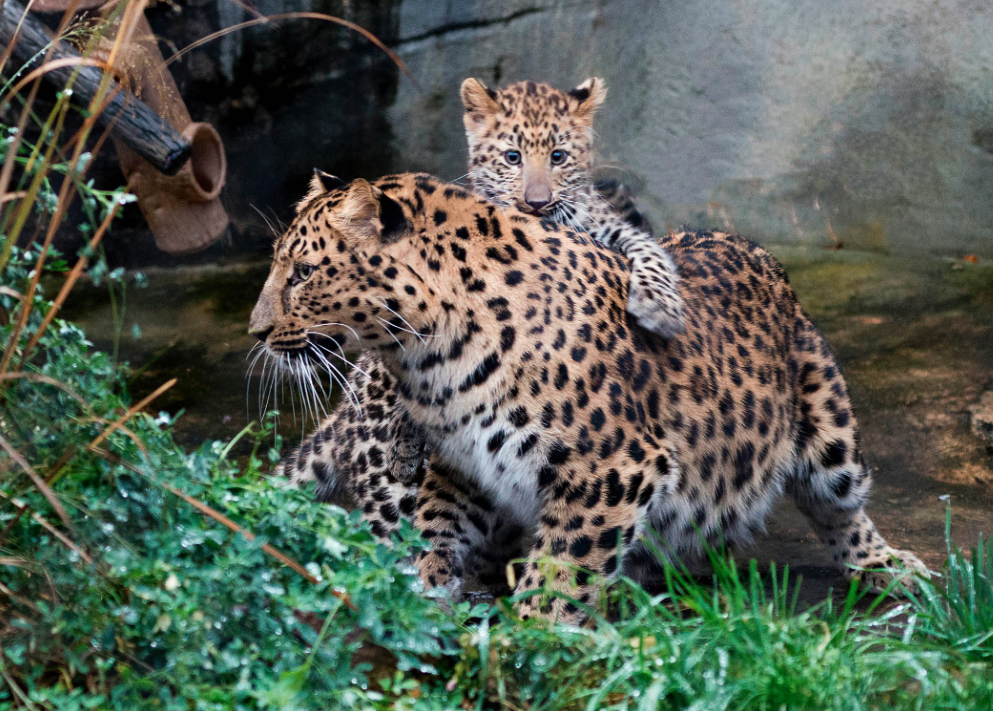 4-Month-Old Amur Leopard Cub Makes Public Debut at Brookfield Zoo