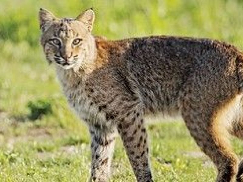 DEEP Bobcat Sightings Are Common in Enfield Enfield, CT Patch