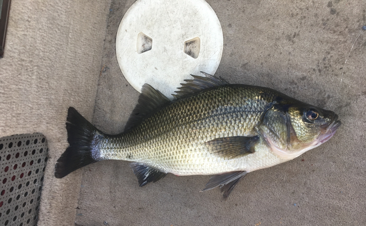 Teen Catches State Record White Perch at Crystal Lake Ellington, CT Patch