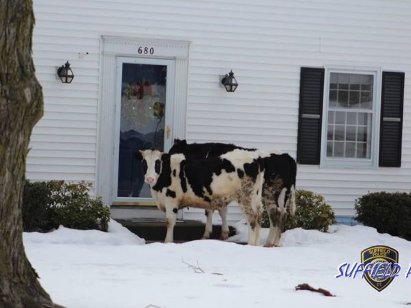 2 cows escape farm and go door to door