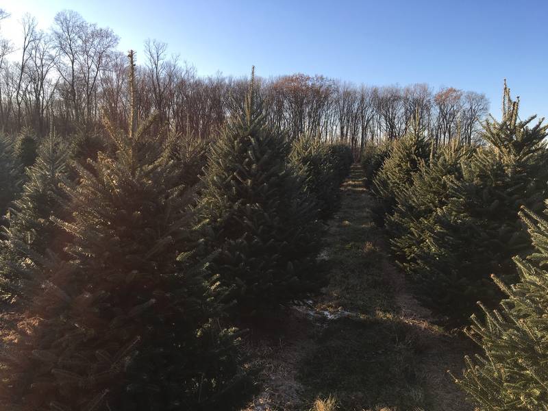NJ's Best Pick-Your-Own Christmas Tree Farms NJ's Best Pick-Your-Own Christmas Tree Farms