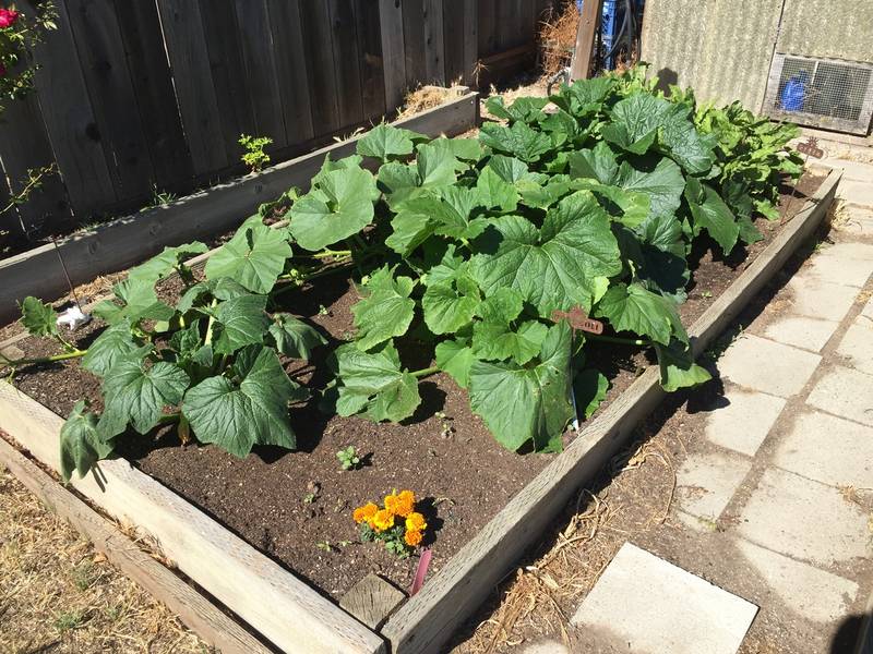 Gardening Safety Tips San Bruno Ca Patch Gardening Safety Tips