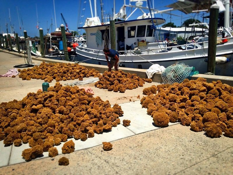Tarpon Springs Through Your Eyes Sponge Docks and Bayous Tarpon
