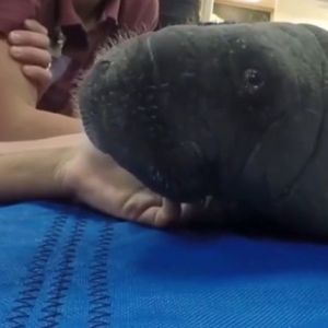Orphaned Manatee Calf On The Mend At Lowry Park Zoo (Video)