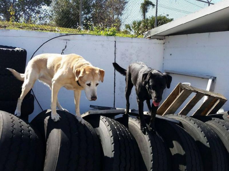 Lakeland Fire Dog Earns FEMA Credentials | Lakeland, FL Patch