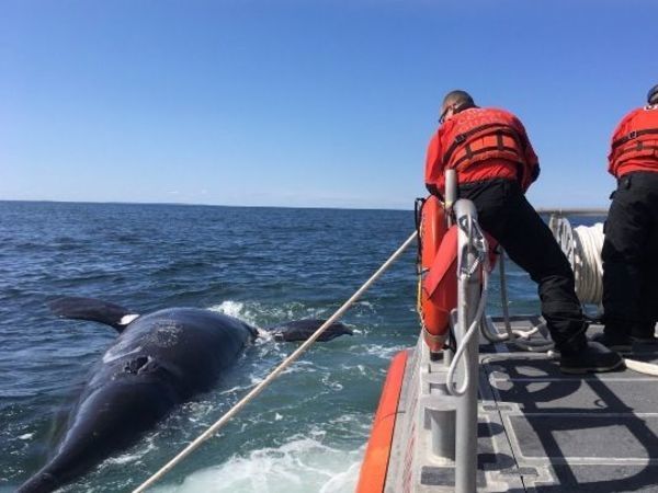 Ship may have hit endangered whale found dead