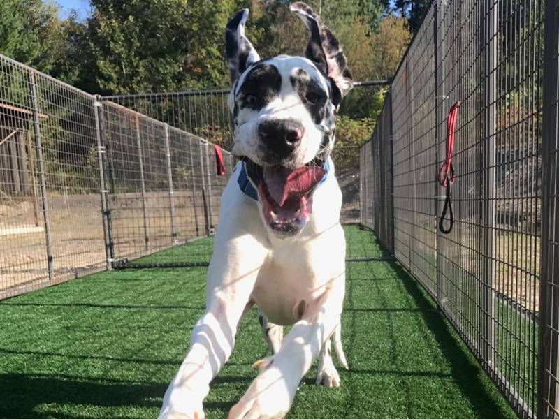 75 abused nh great danes get second chance at life concord nh patch