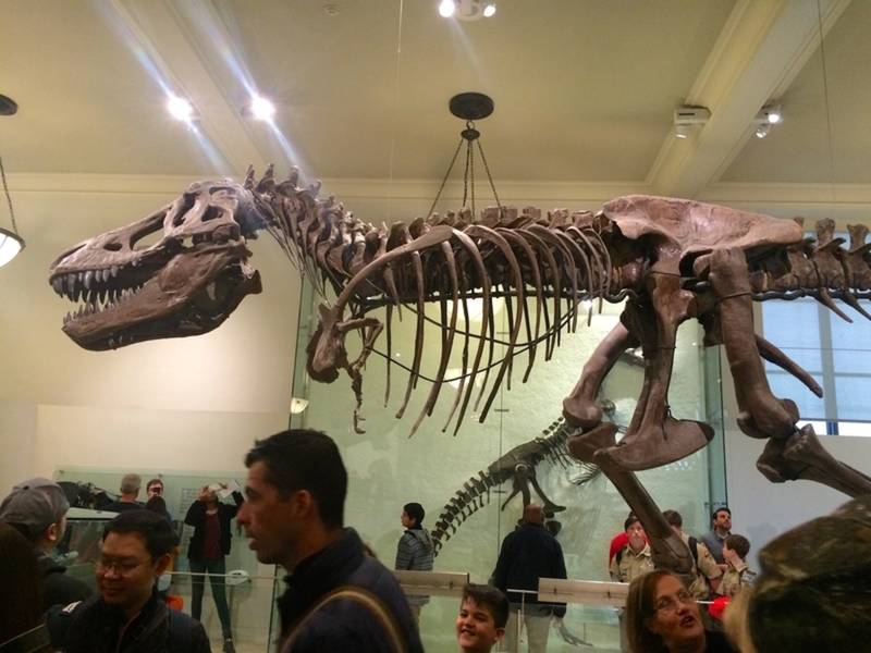 Museum Natural History Nyc Free Admission Museum Natural History Nyc Free Admission