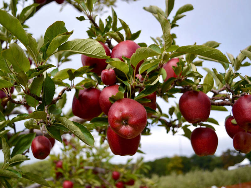 Londonderry Apple Orchards Open For Apple Picking ...