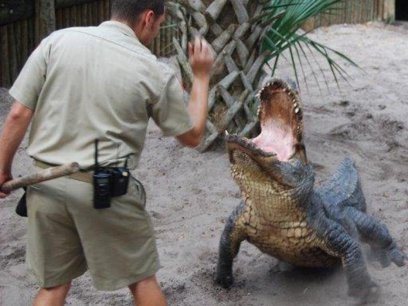 Alligator Feeding Demonstration Highlights Bergen County Zookeepers