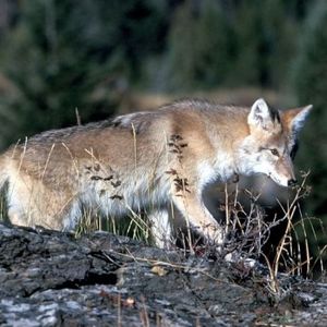 Coyotes Spotted Near Memorial Park In Fair Lawn: Police