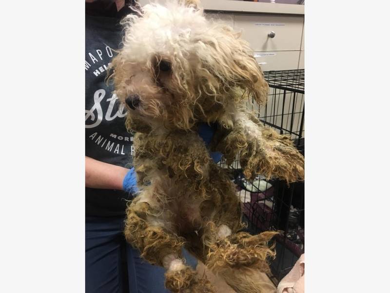 Rescue Dogs Bergen County Nj Rescue Dogs Bergen County Nj