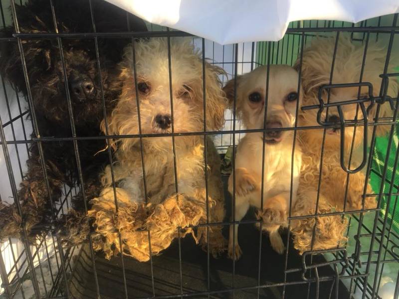 Bergen Shelter Caring For 12 Matted, Abandoned Dogs Found In Home
